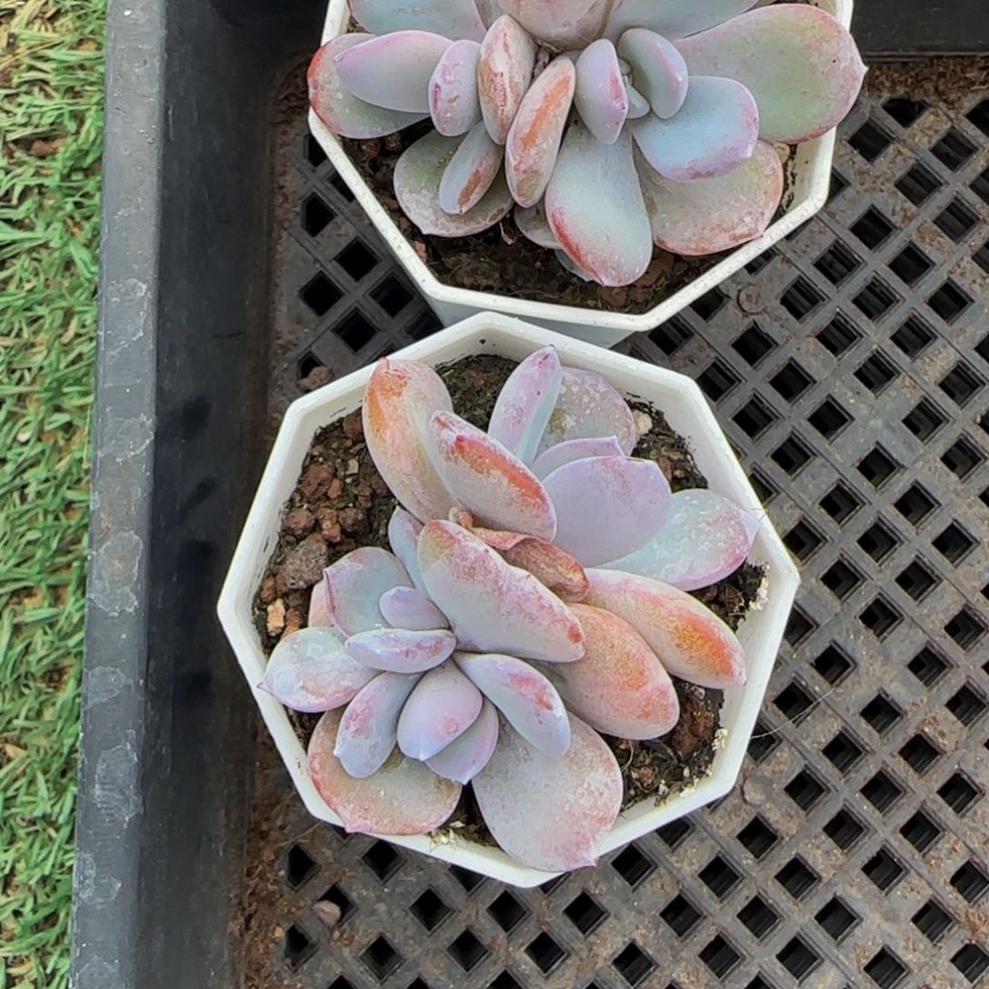 w***芳275 一物一拍特价福利