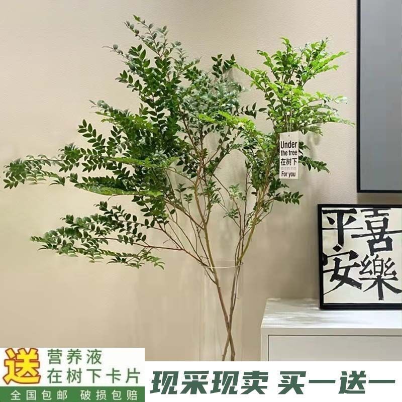 美男树水培绿植鲜切水养马醉木吊钟平替室内软装客厅装饰网红绿植