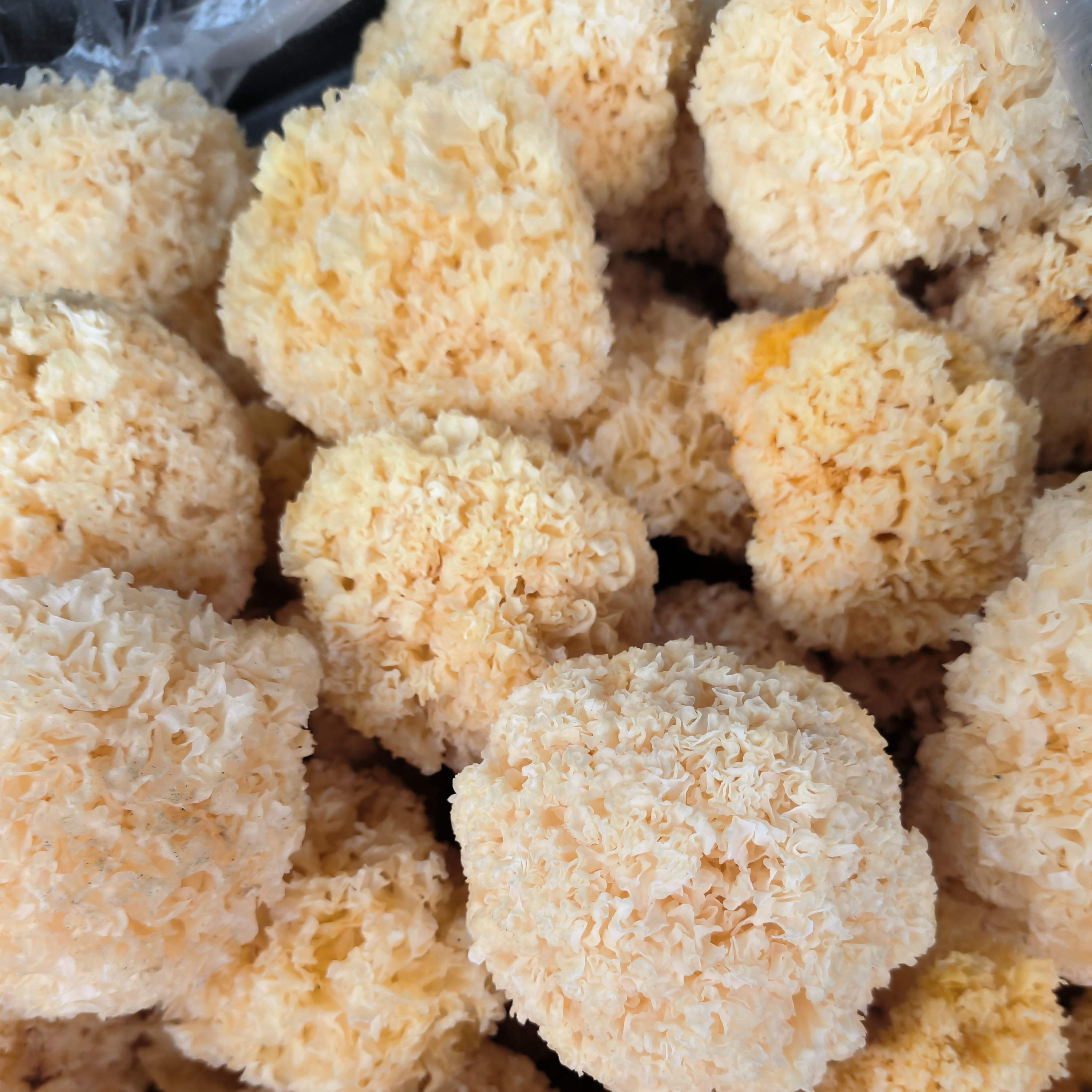 云南特产椴木小银耳无硫银耳软糯易出胶煲炖食材山珍干货小银耳