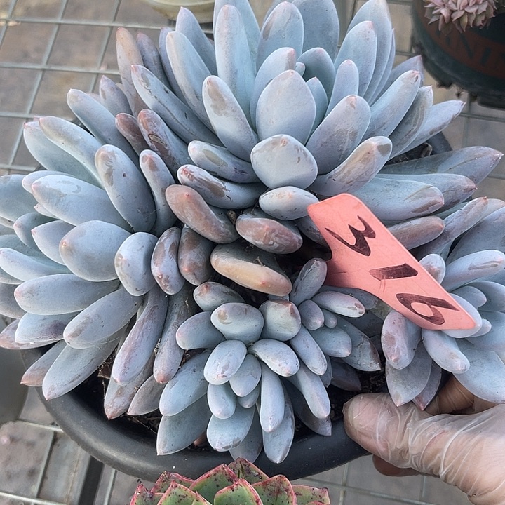 两单包邮，一物一拍，316香水