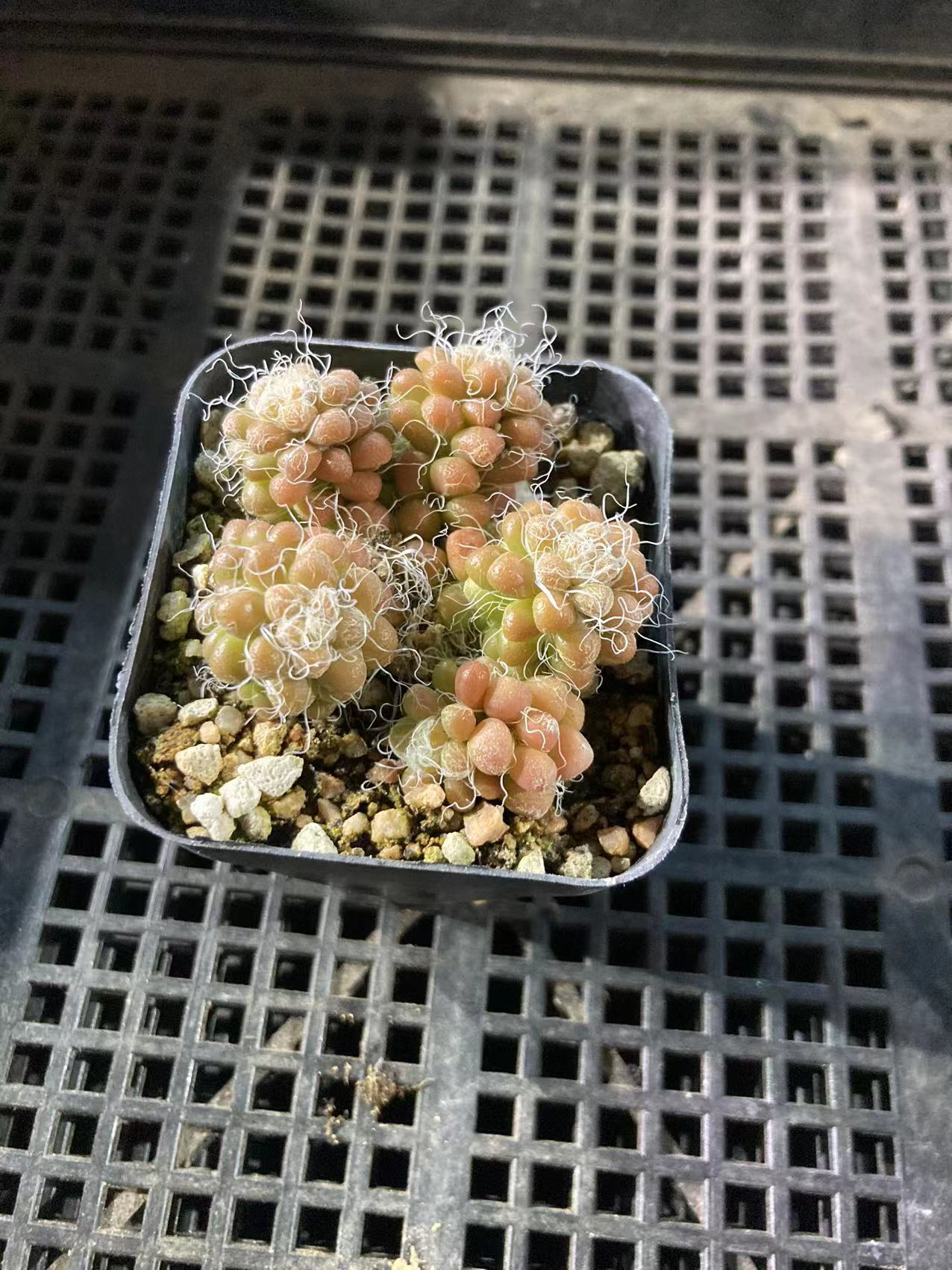 茶笠  6.5公分盆满12.9包邮