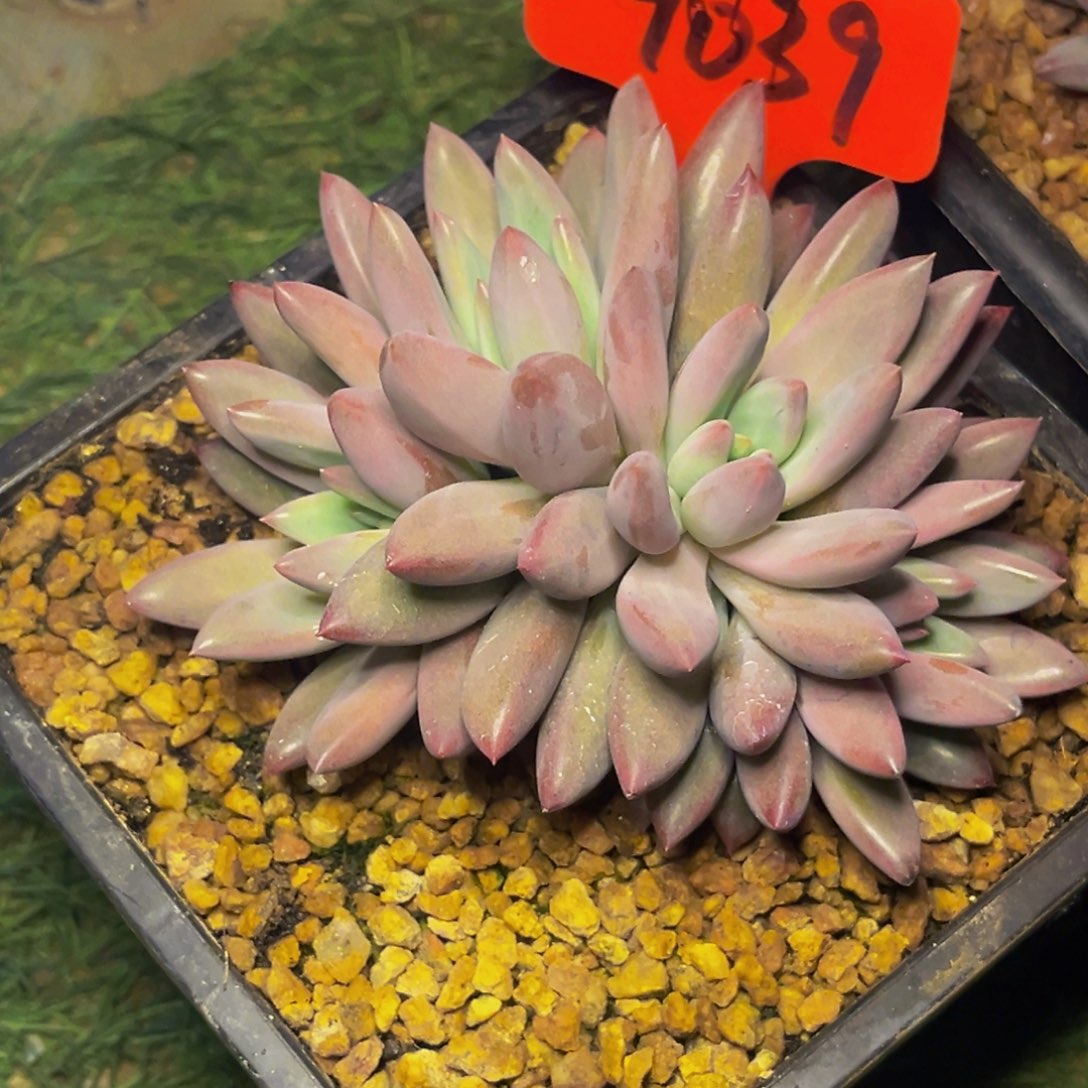 9039号晚上多肉植物群生多肉植物