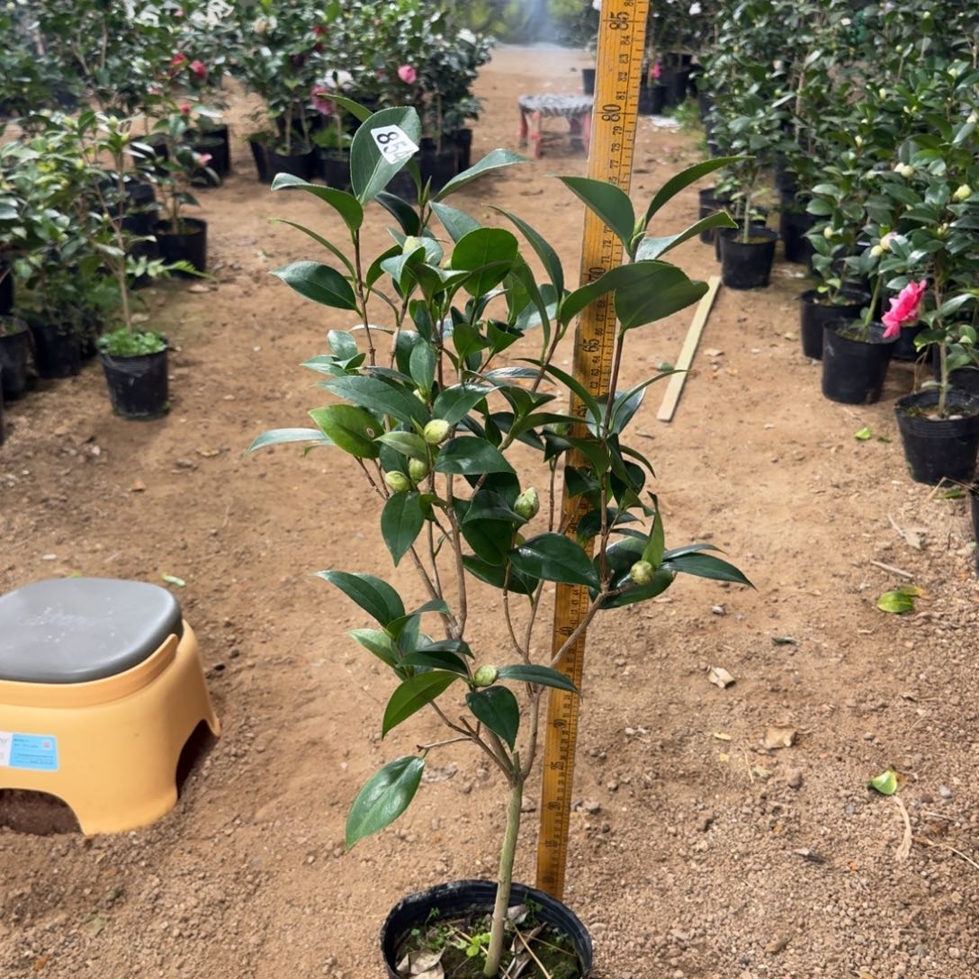 少量花朵（建议范围：2朵-5朵 或40%以下）854梦三十