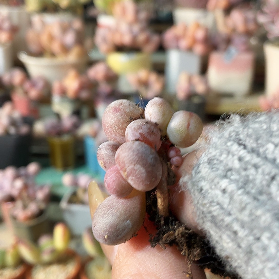 彪***子多肉植物的生长发育和生长发育