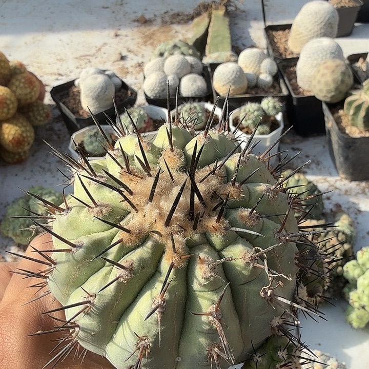 黑王仙人球8.5公分嫁接