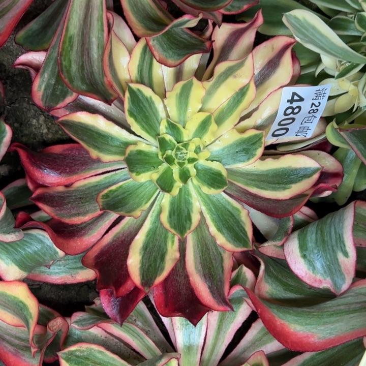 4800南魅影多肉植物