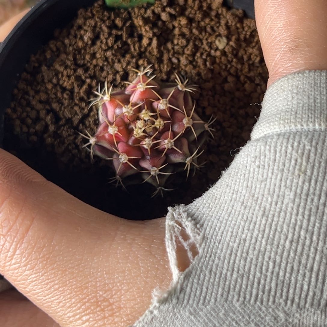 向**生泰系侧芽西红柿A51