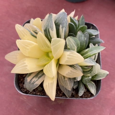 玉露锦群7仙人球