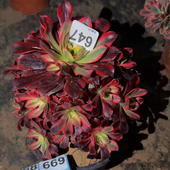 647蛇毒美杜莎多肉植物