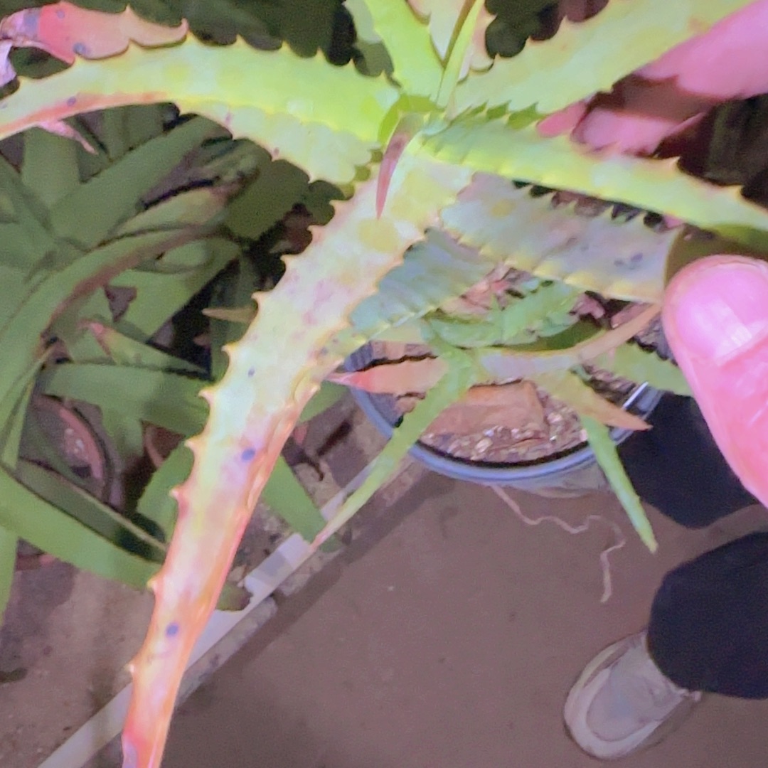 块根植物块根植物