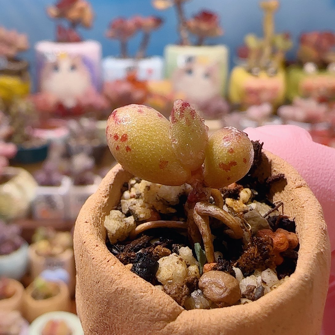 可爱小金鱼 盆口2cm