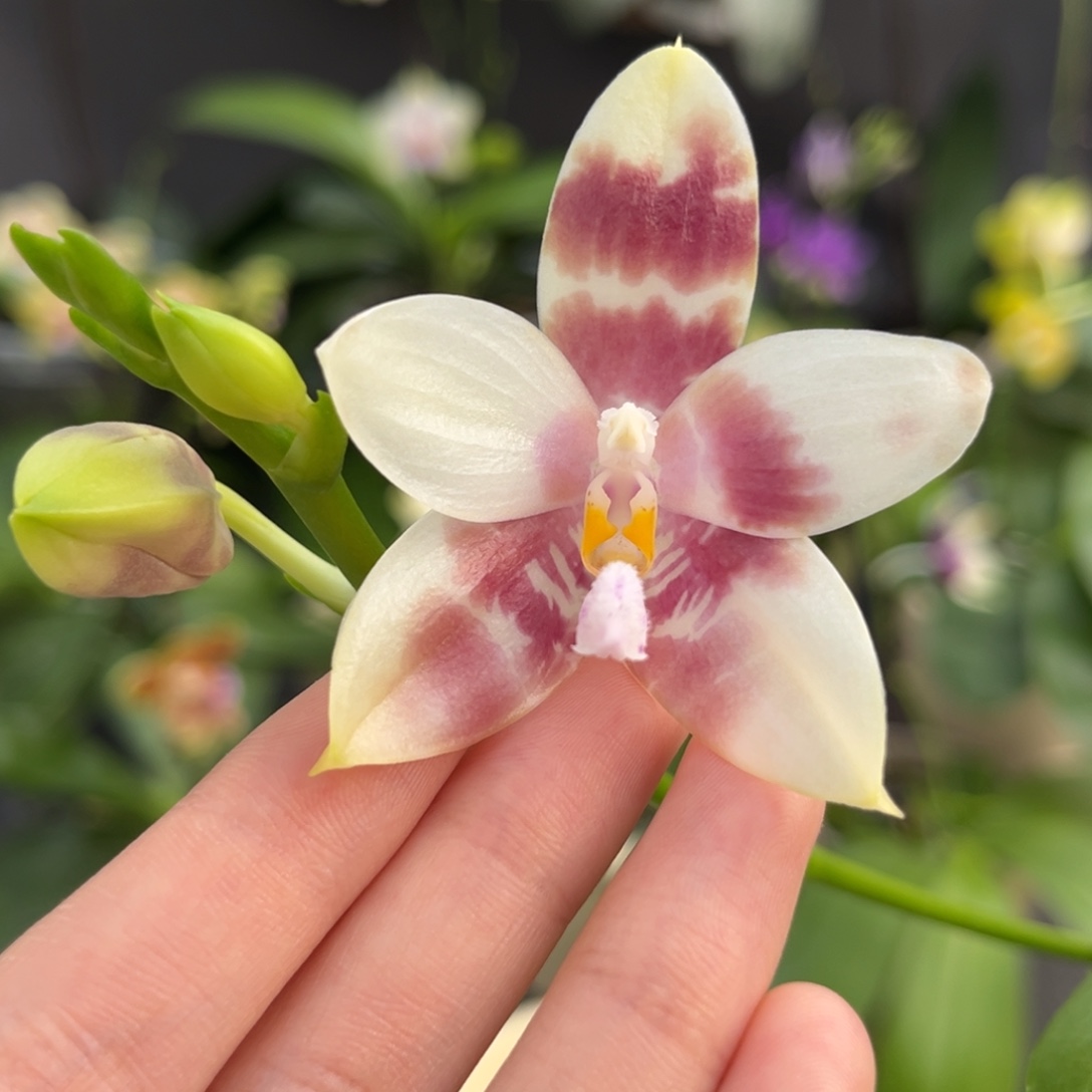 完全开放2.5寸yc41开花株