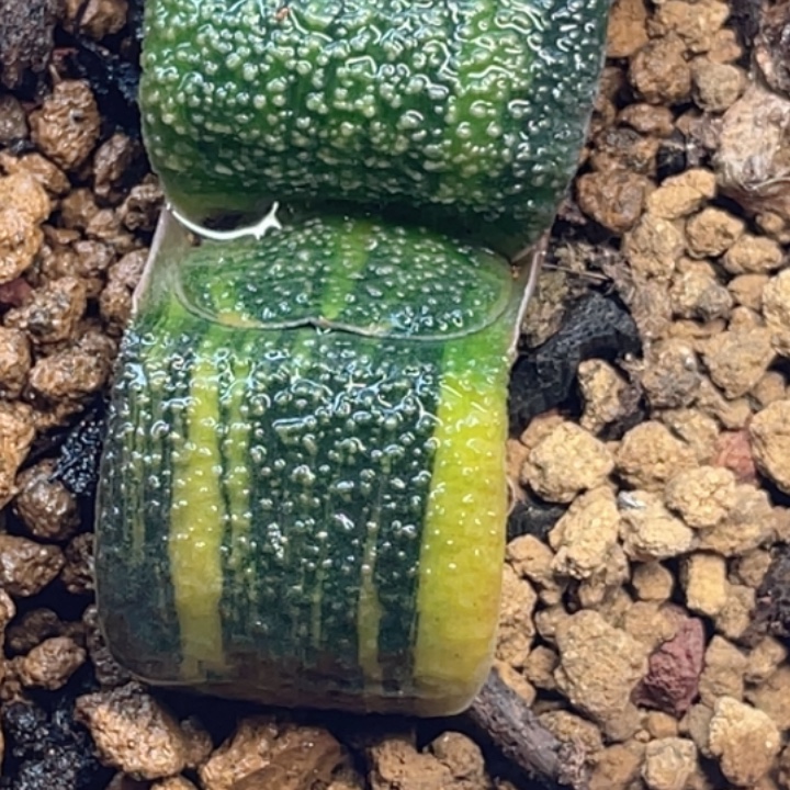 一物一拍竞拍福利拍