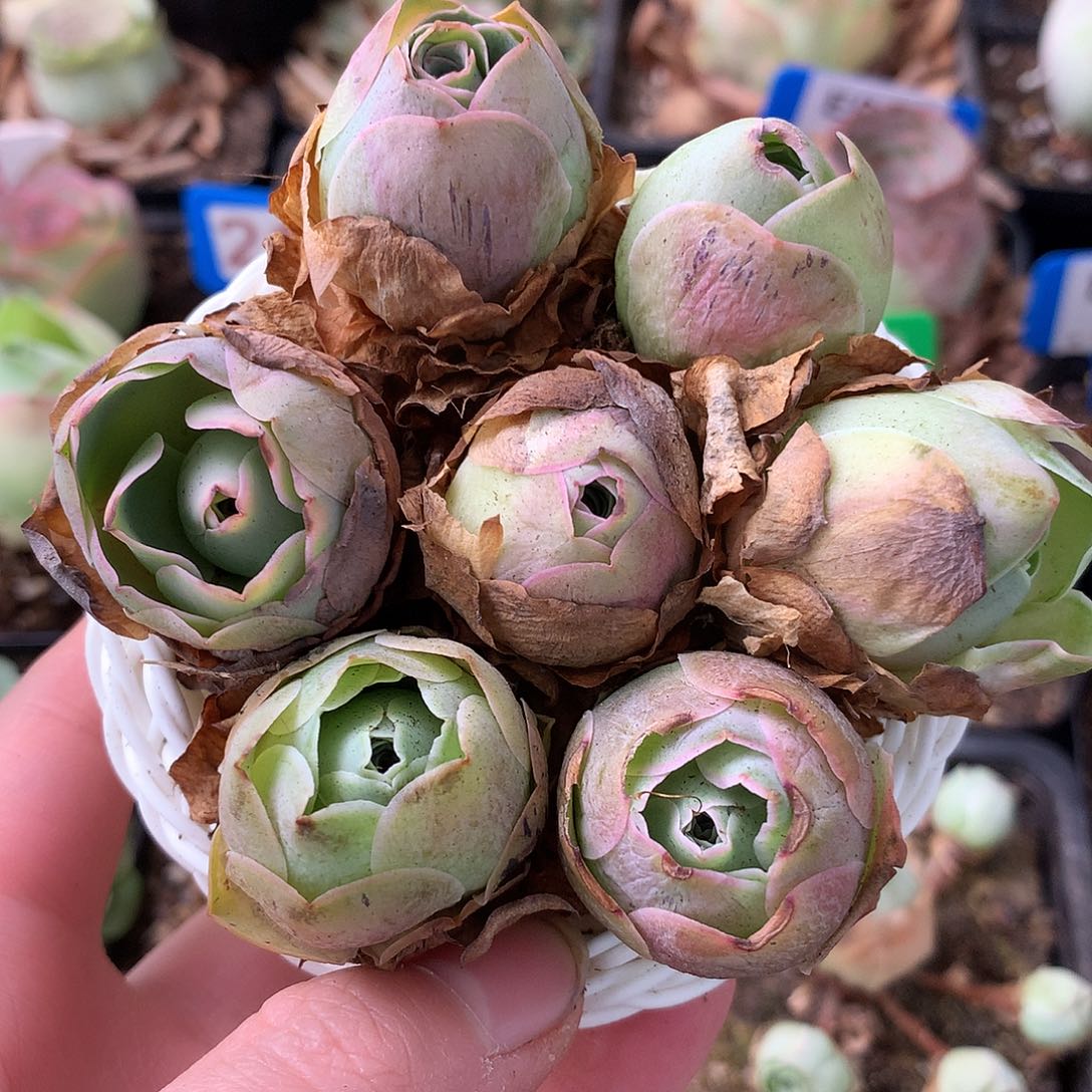 一物一拍星辰迷你小花篮011