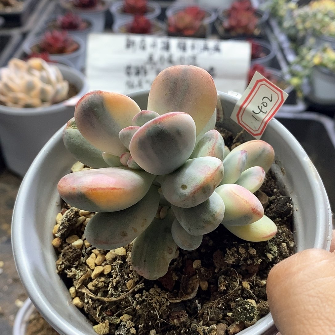 1402精美多肉乒乓福娘锦