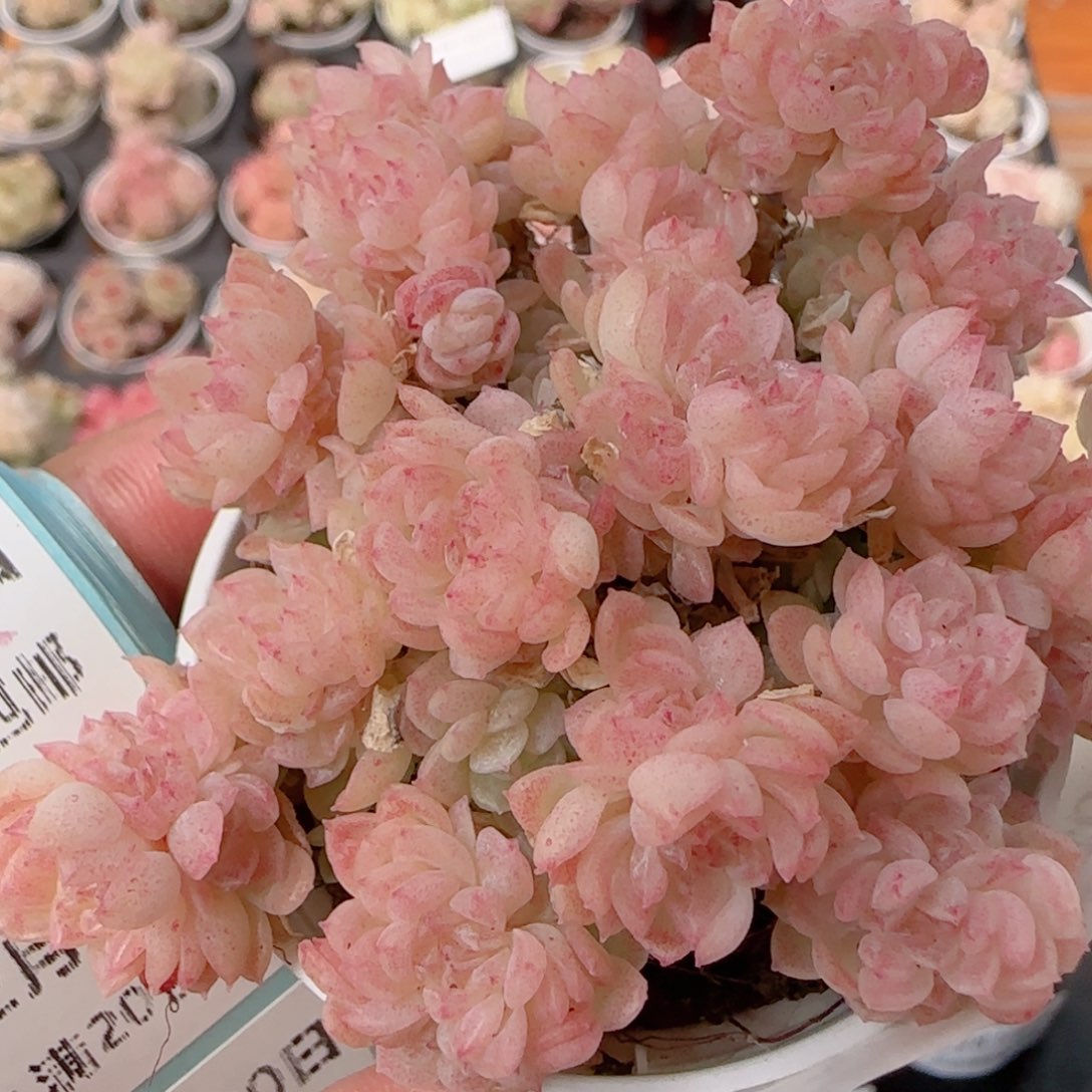 花语多肉1230-133散