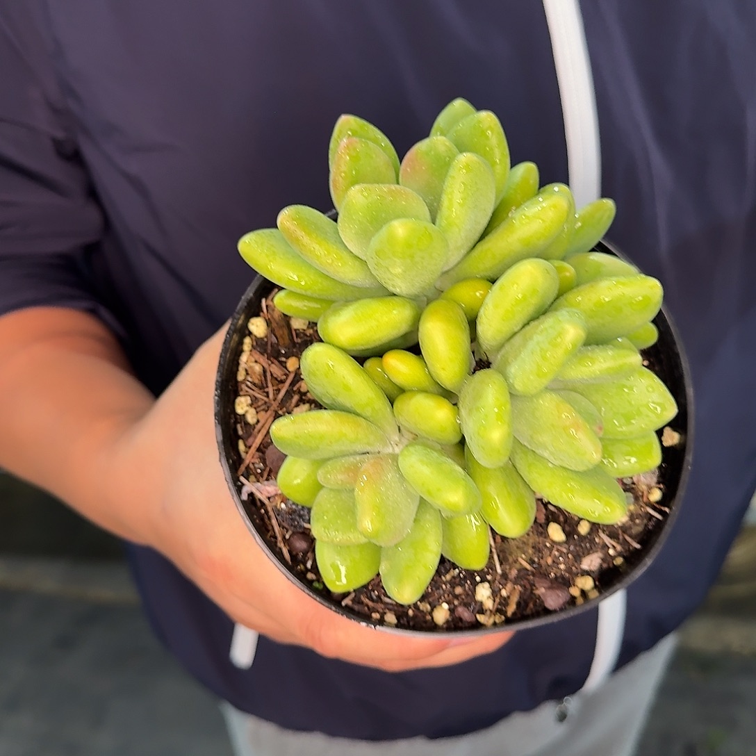 从前慢花园多肉编号-芒果奶多头