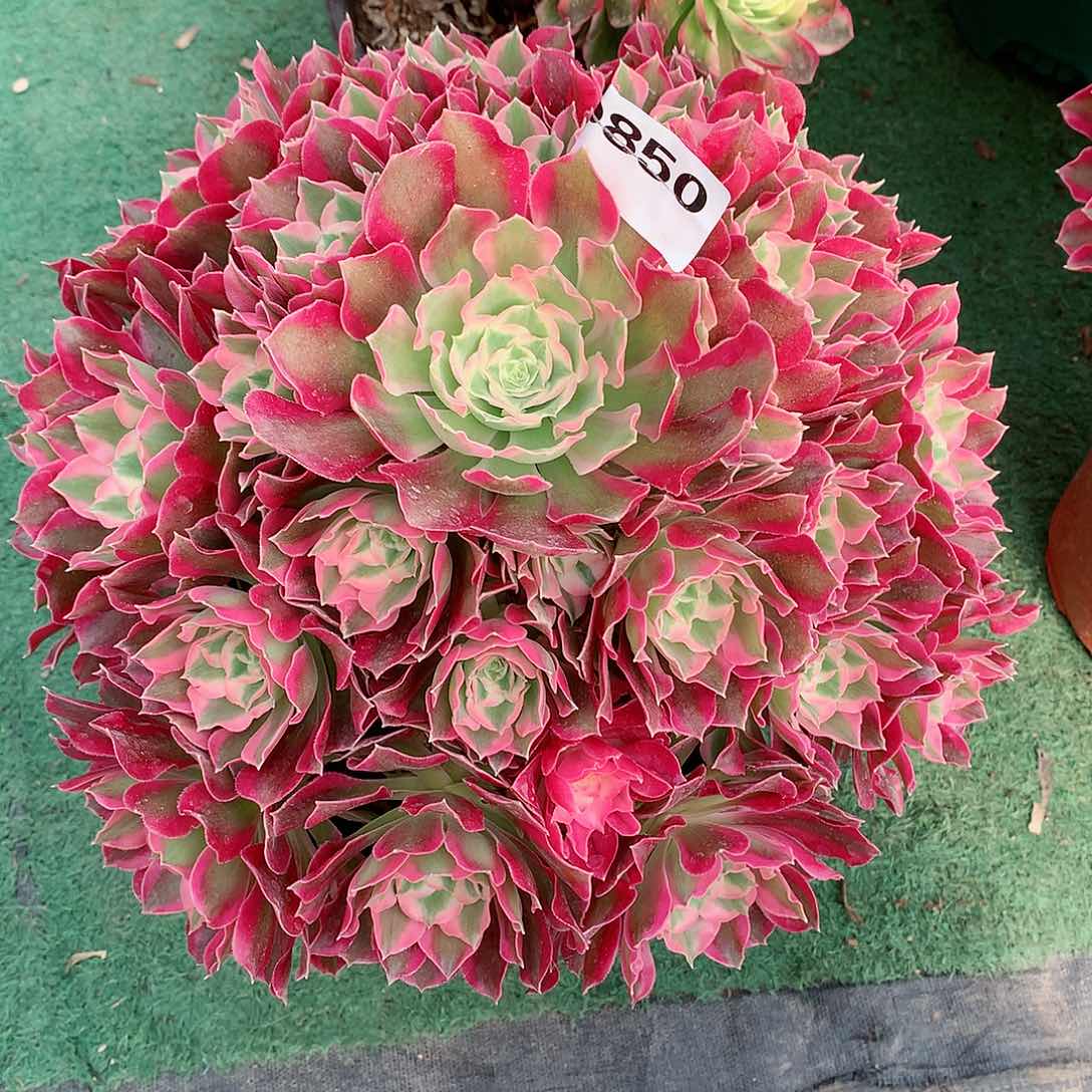 哈*850.叶罗刹多肉植物