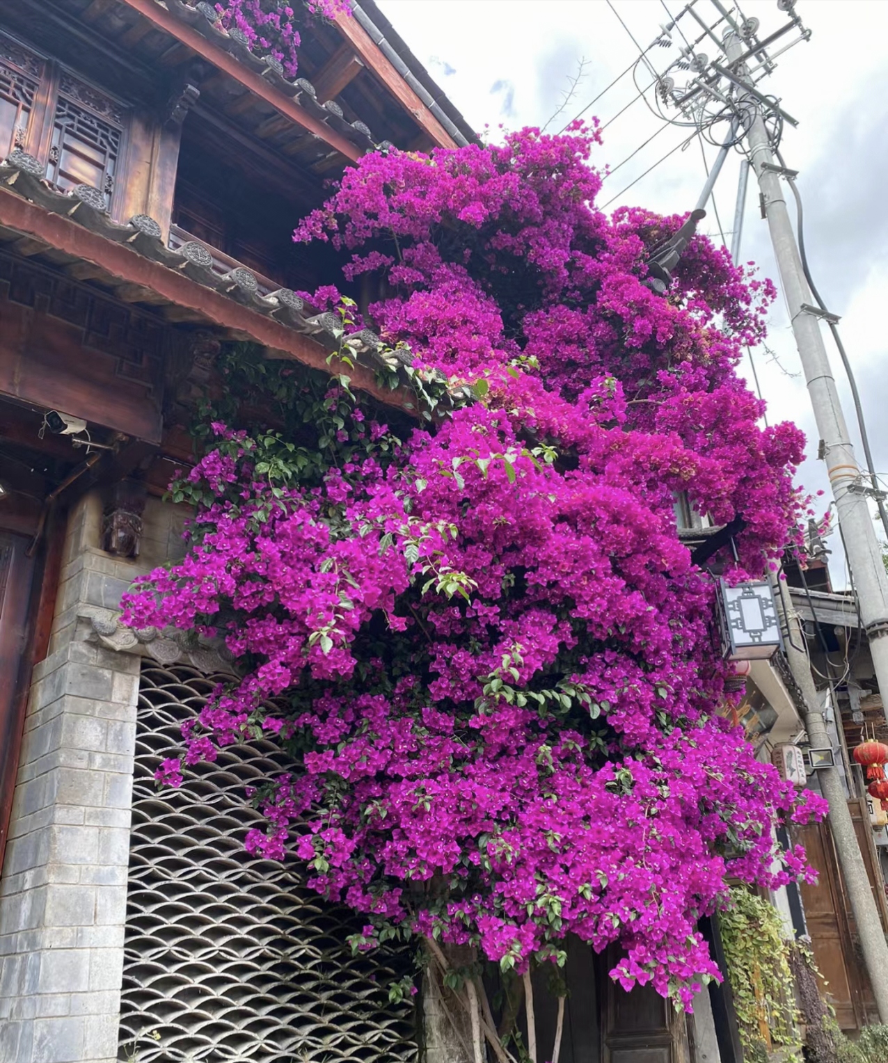 三角梅带盆土发货【掉花落叶缺水焉破皮正常介意慎拍】