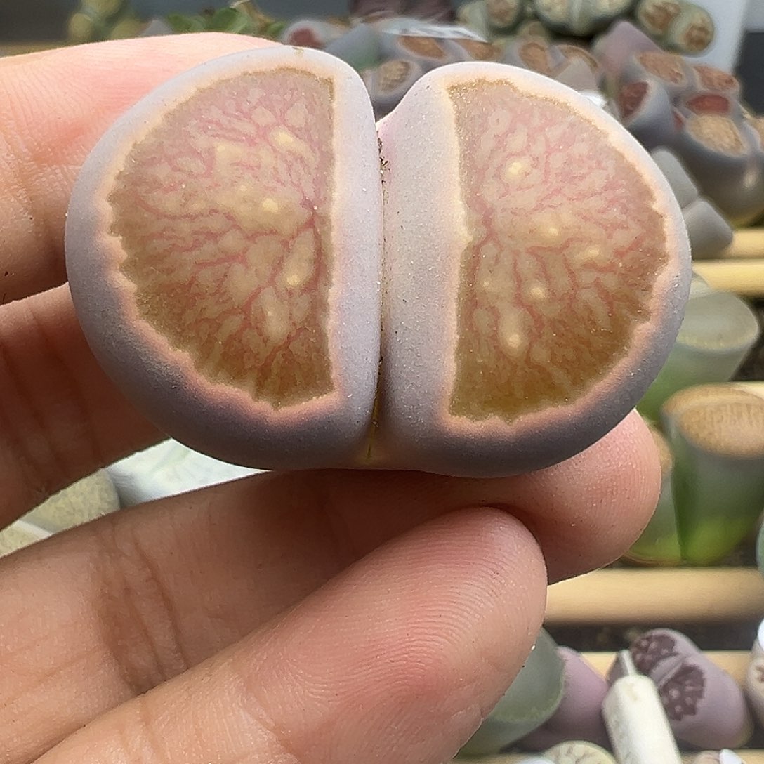 271蓝紫体大美菊3.8厘米