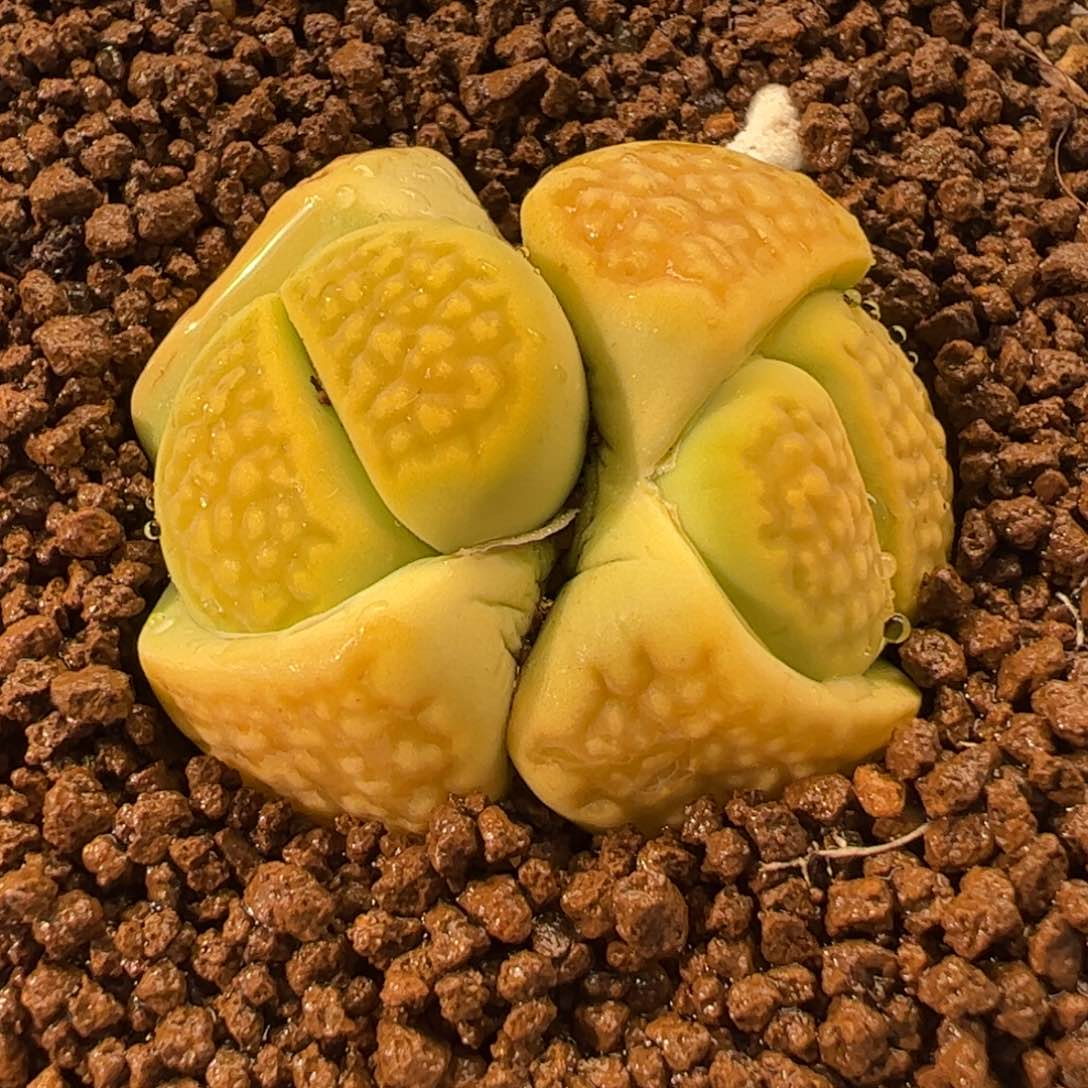 782多肉植物组合