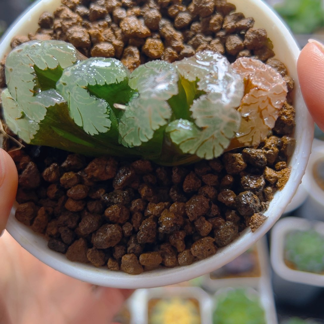 黑武泰玉扇多肉多肉