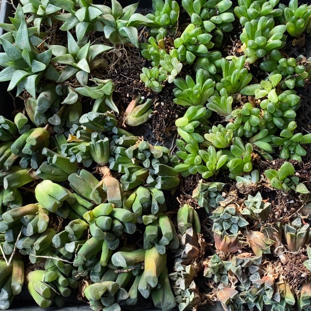 132 这筐里随机一颗 啥都有 新年整点开盲盒福利