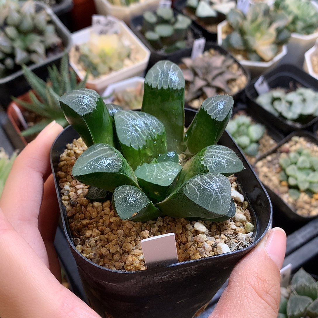 实生克带盆土发货啦