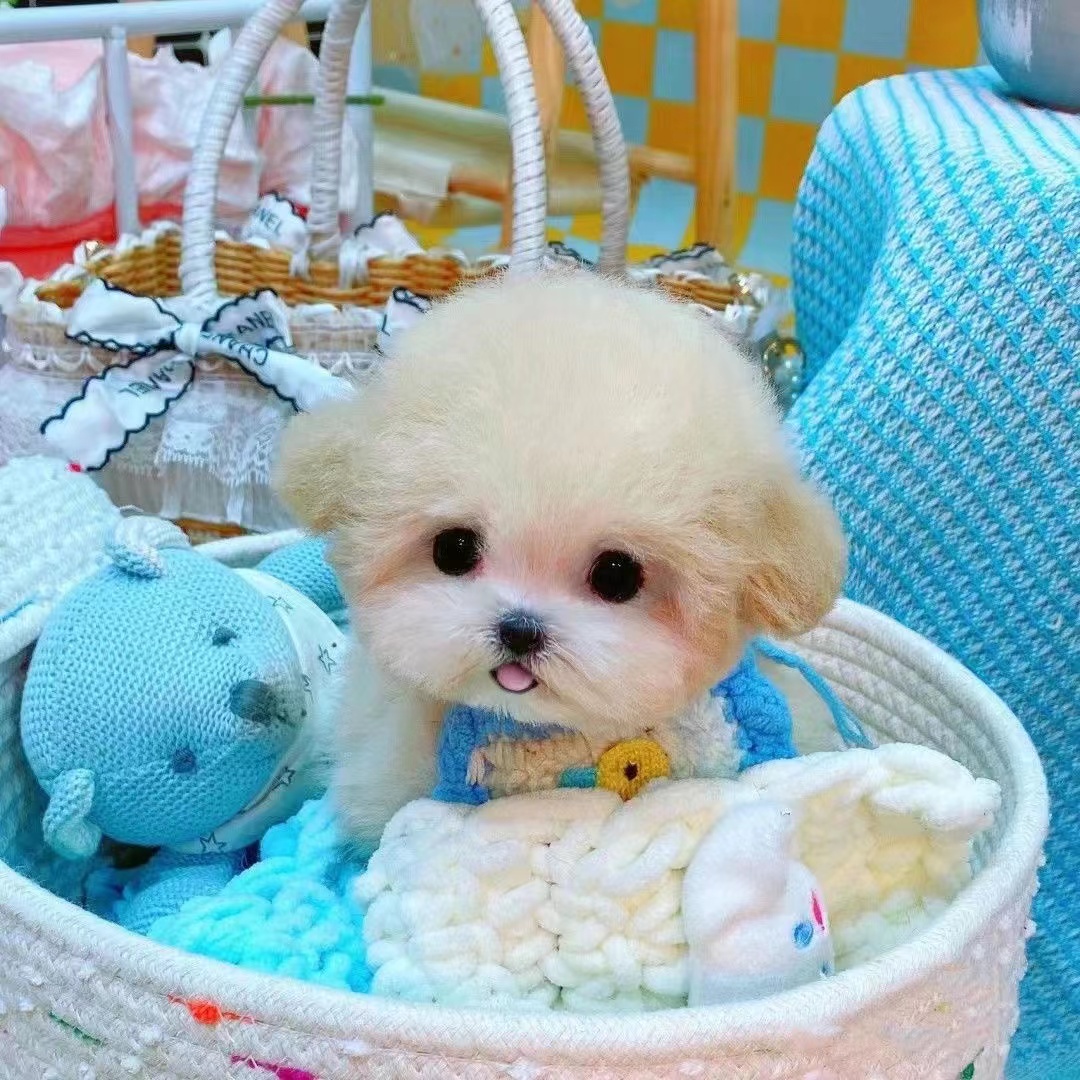 吴姐家精品狗狗马尔泰比熊灰泰迪狗狗