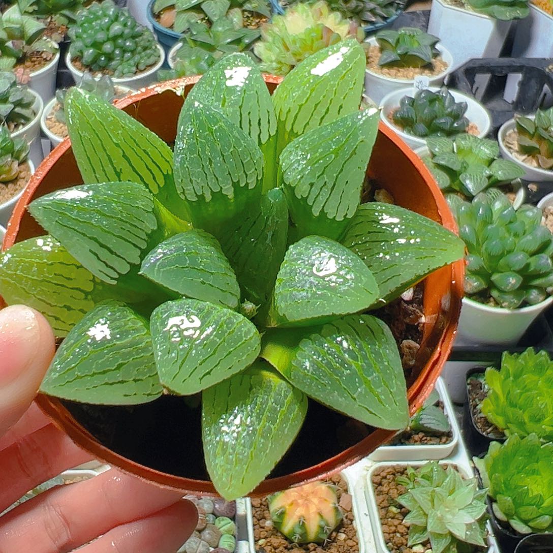 5983多肉植物一颗