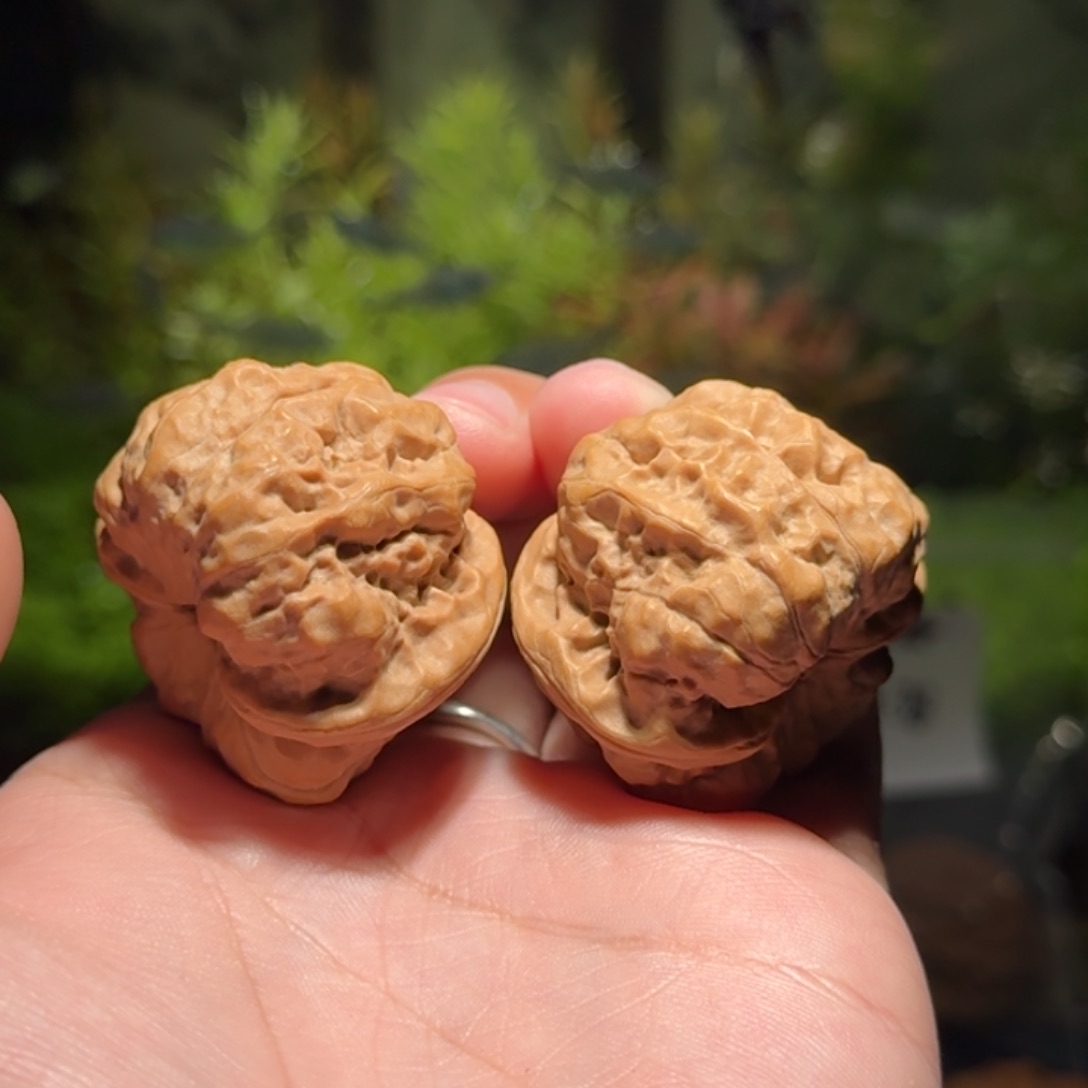 624号39蛤蟆头蛤蟆头蛤蟆头