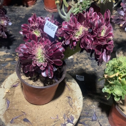 美杜莎缀一物一拍