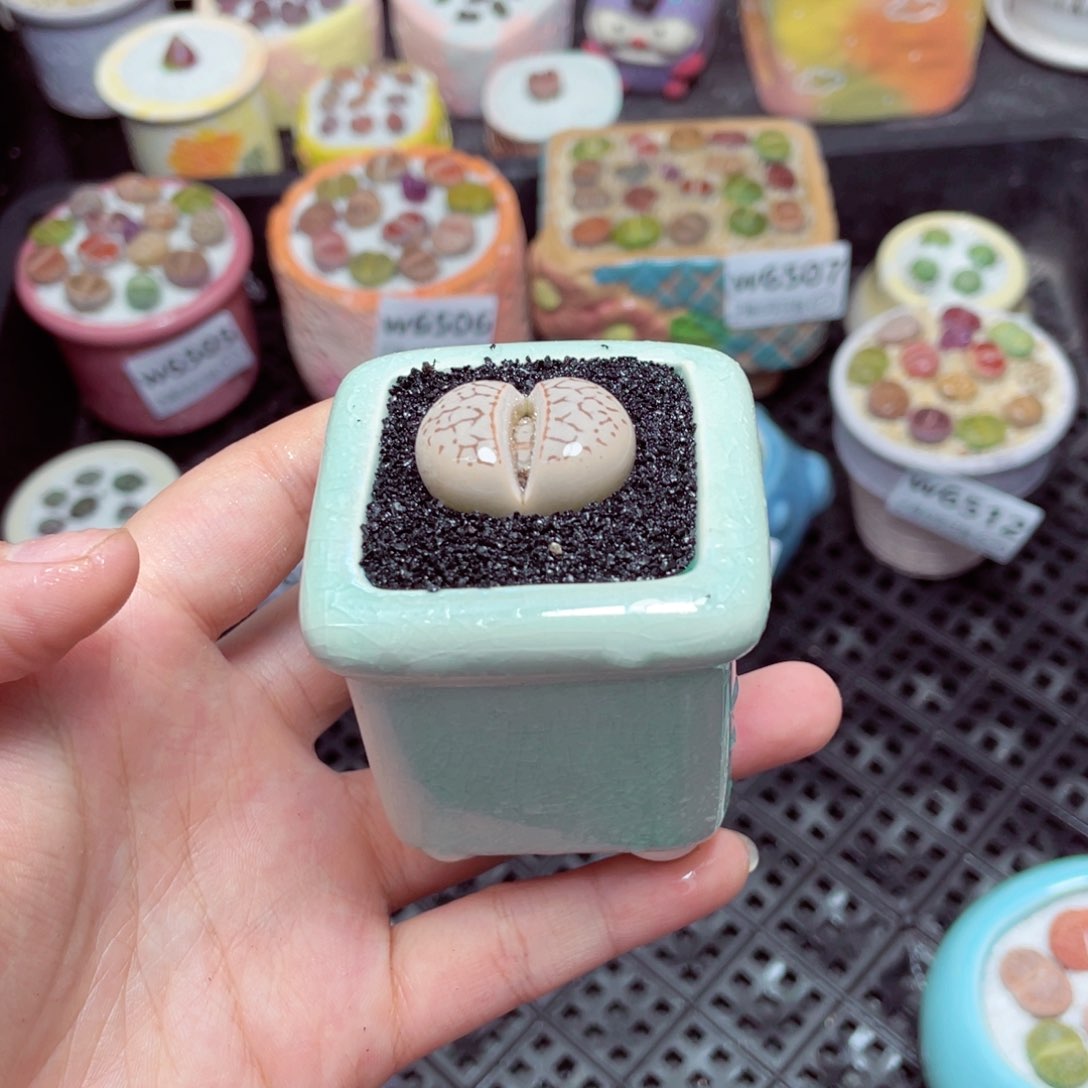 w6513 -零下地区拍保温箱-15支持寄养