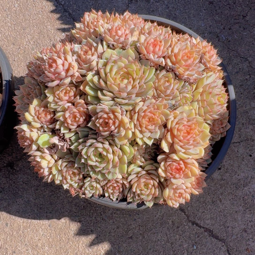 用***42蹦巴蒂斯多肉植物