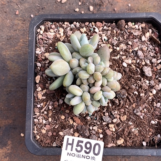 C***e白兰地590 亏本处理退款拉黑7-8天发货