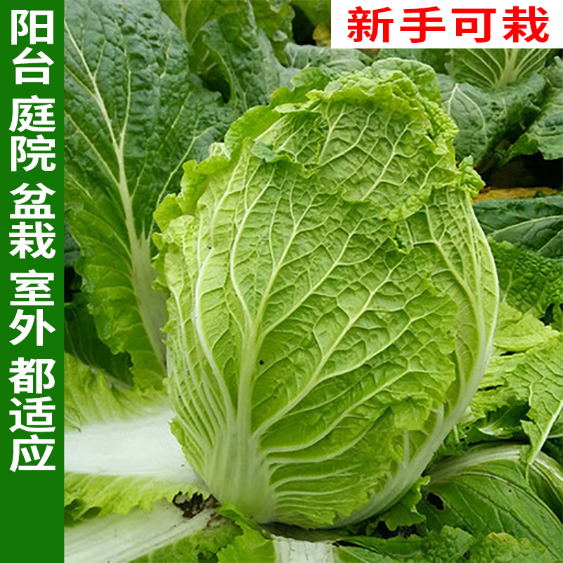 力合808 大白菜种子高产多叶可四季种植