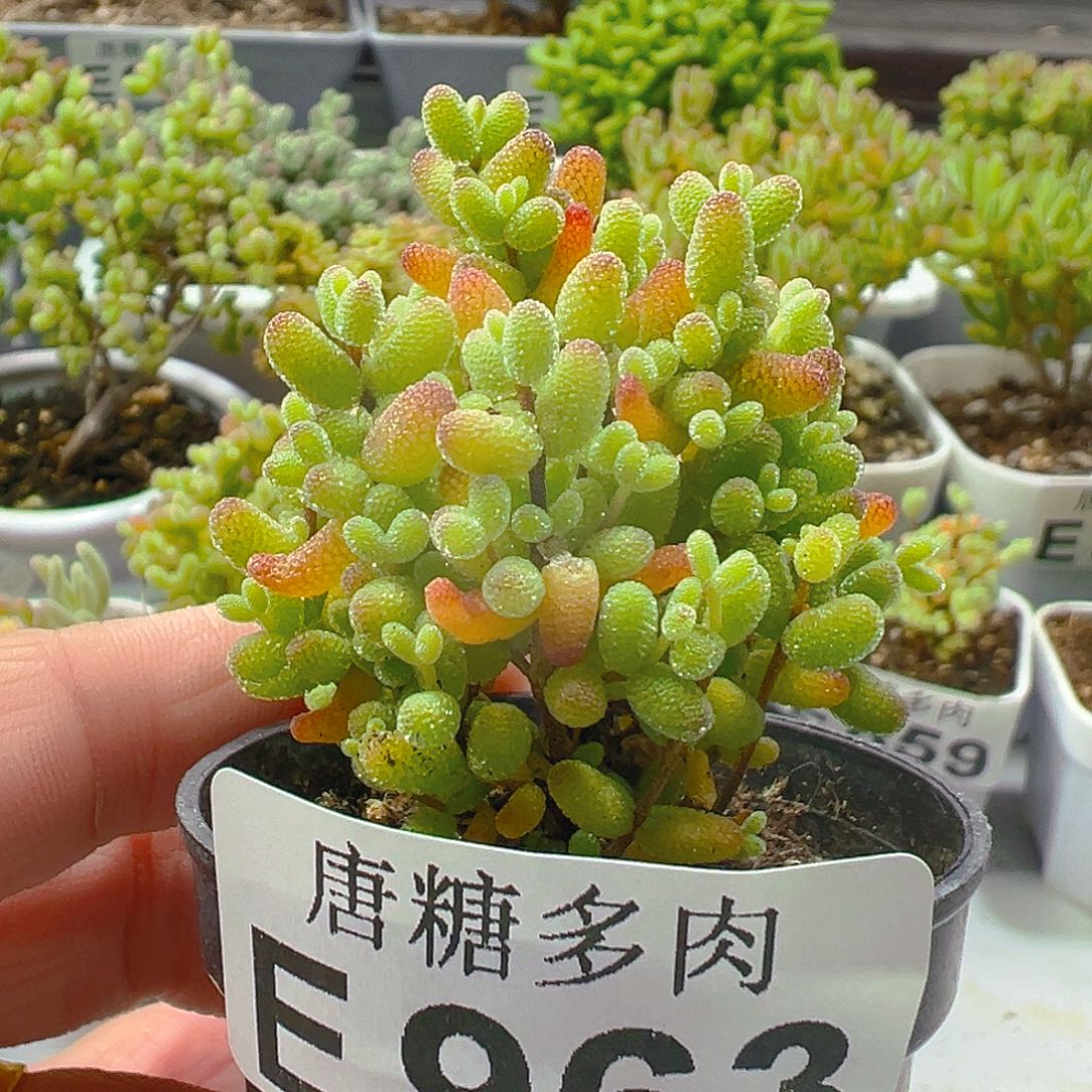 金橘963。             