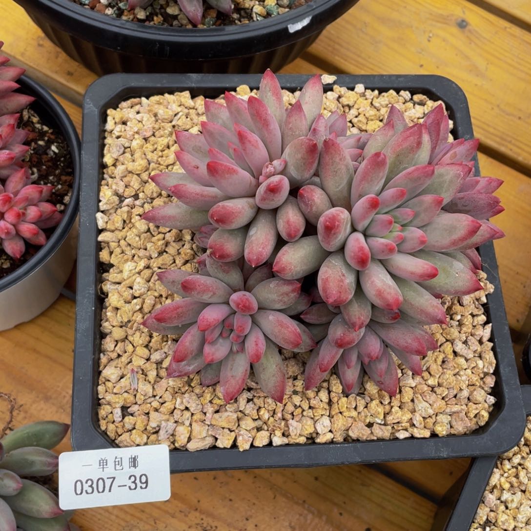 S****Z0307-39-虞美人。。。。。。？