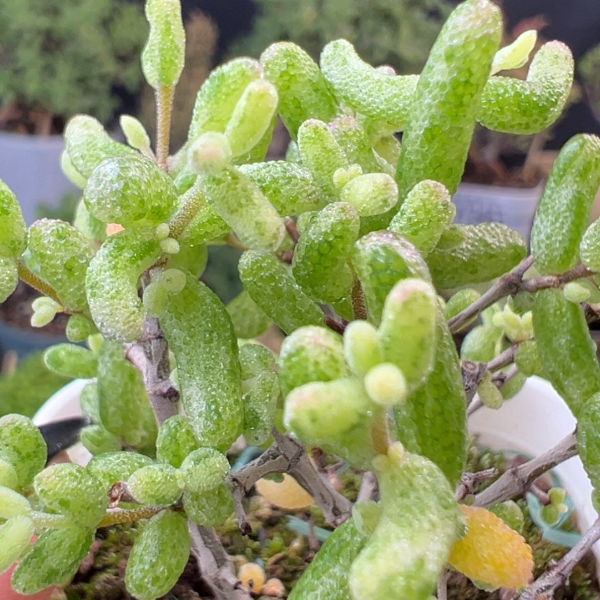 【闪购商品】林*猫dy2442糖球白糊斑锦盆口5cm