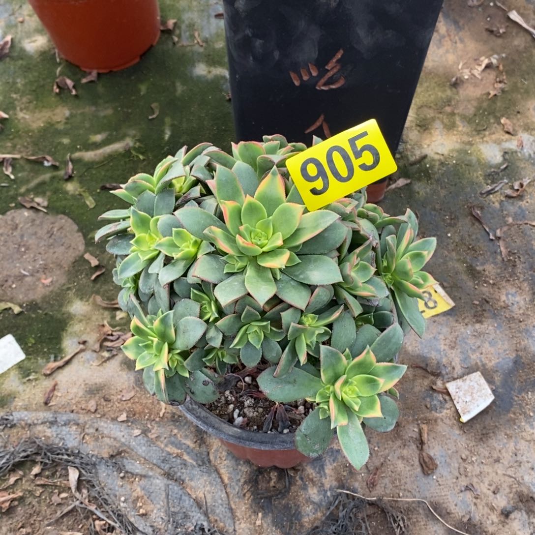 艳日辉多肉法师905