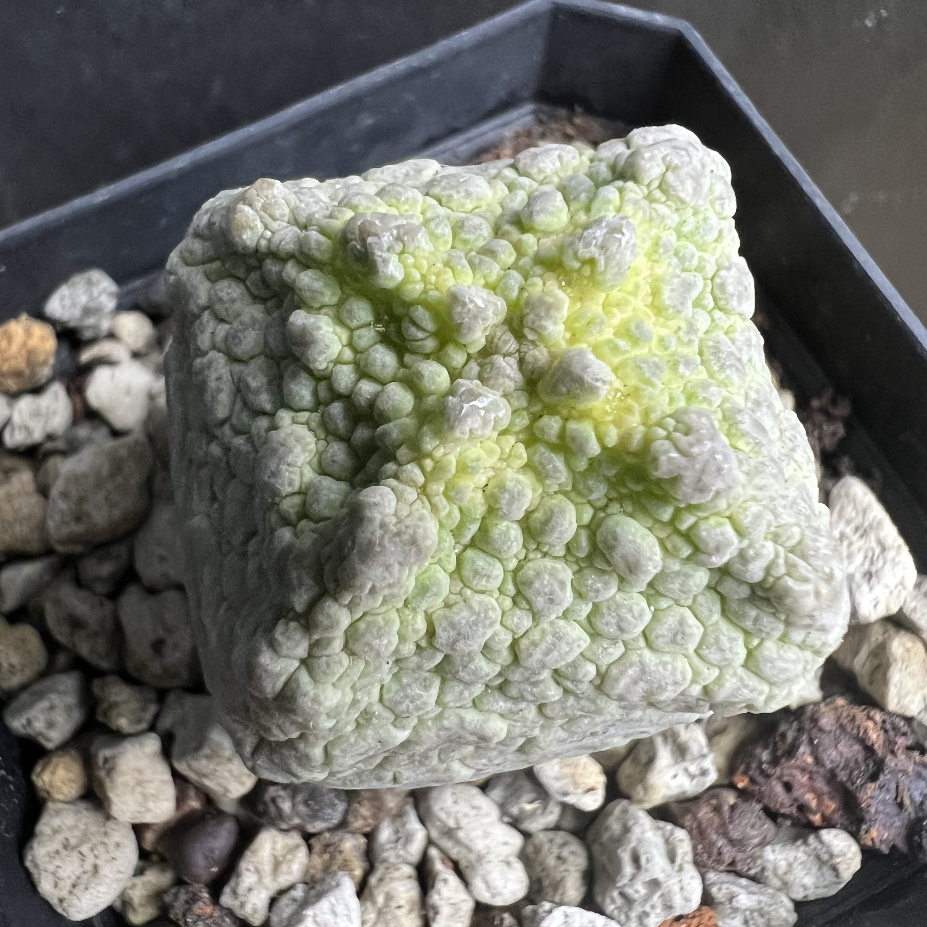 方凝蹄玉萝藦科实生仙人球块根多肉植室内绿植盆栽好养易活