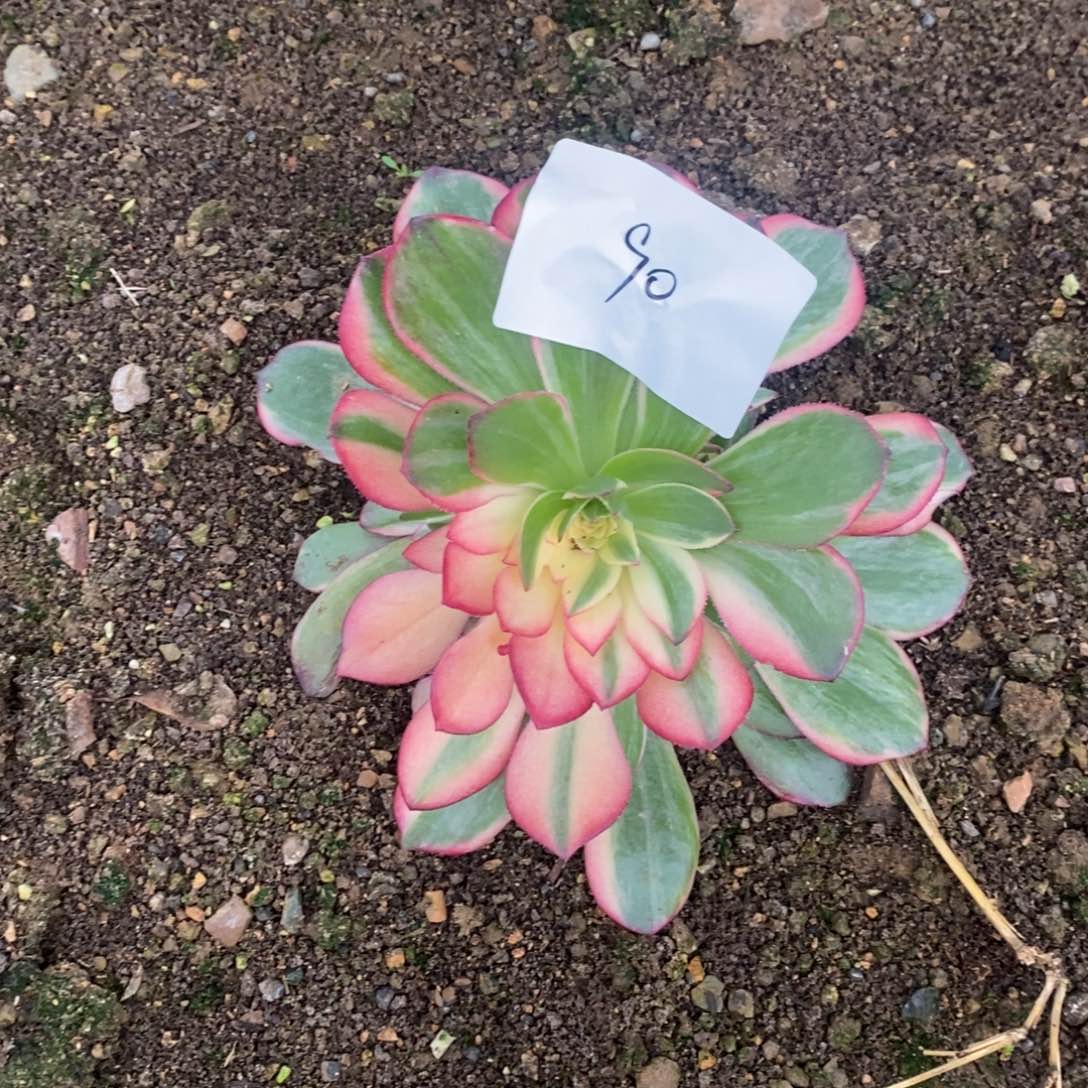 90黑魔锦多肉植物