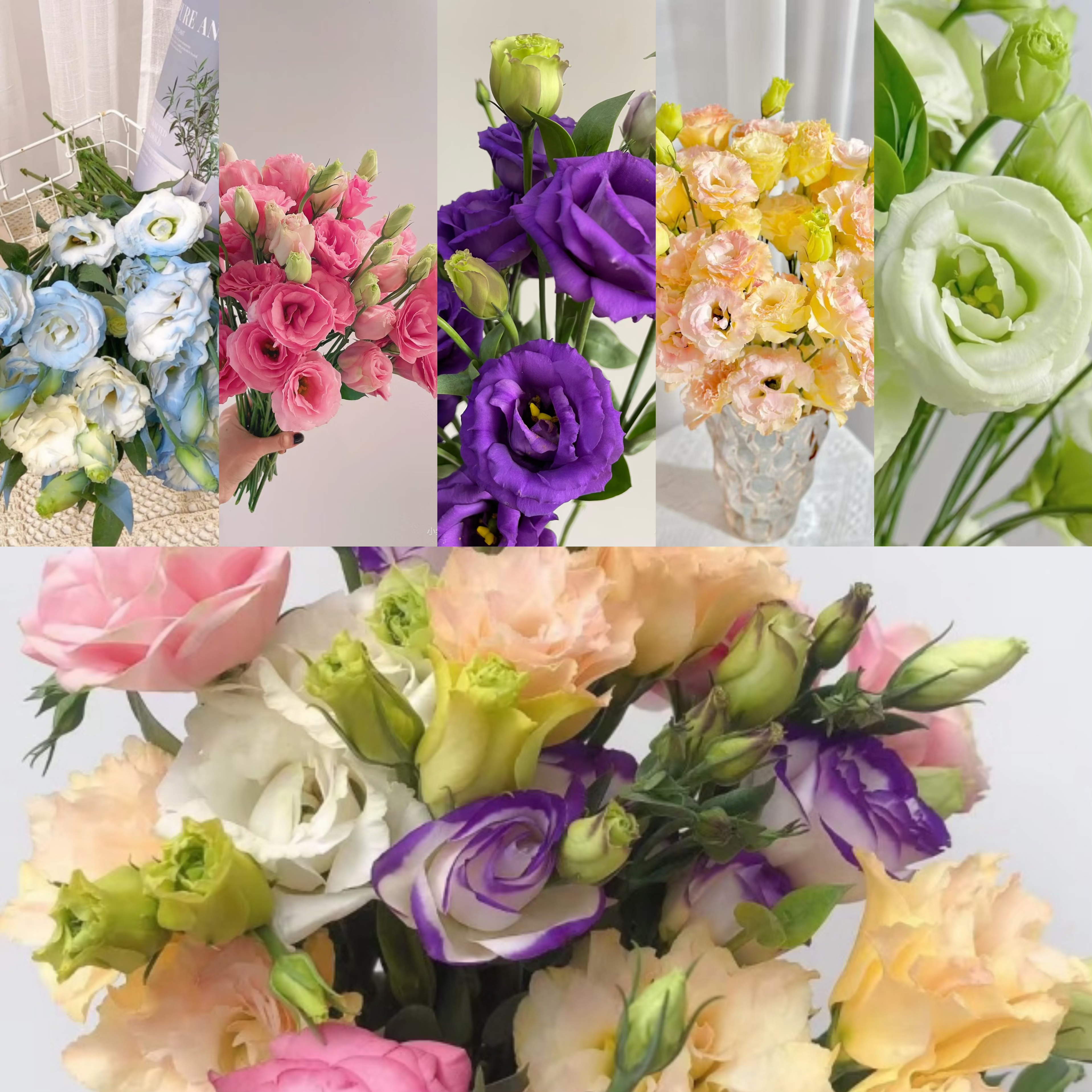 【洋桔梗混色发】云南基地直发家用办公室水养鲜花装饰云南鲜切花