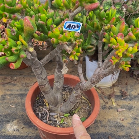 吸财树多头多肉122多肉