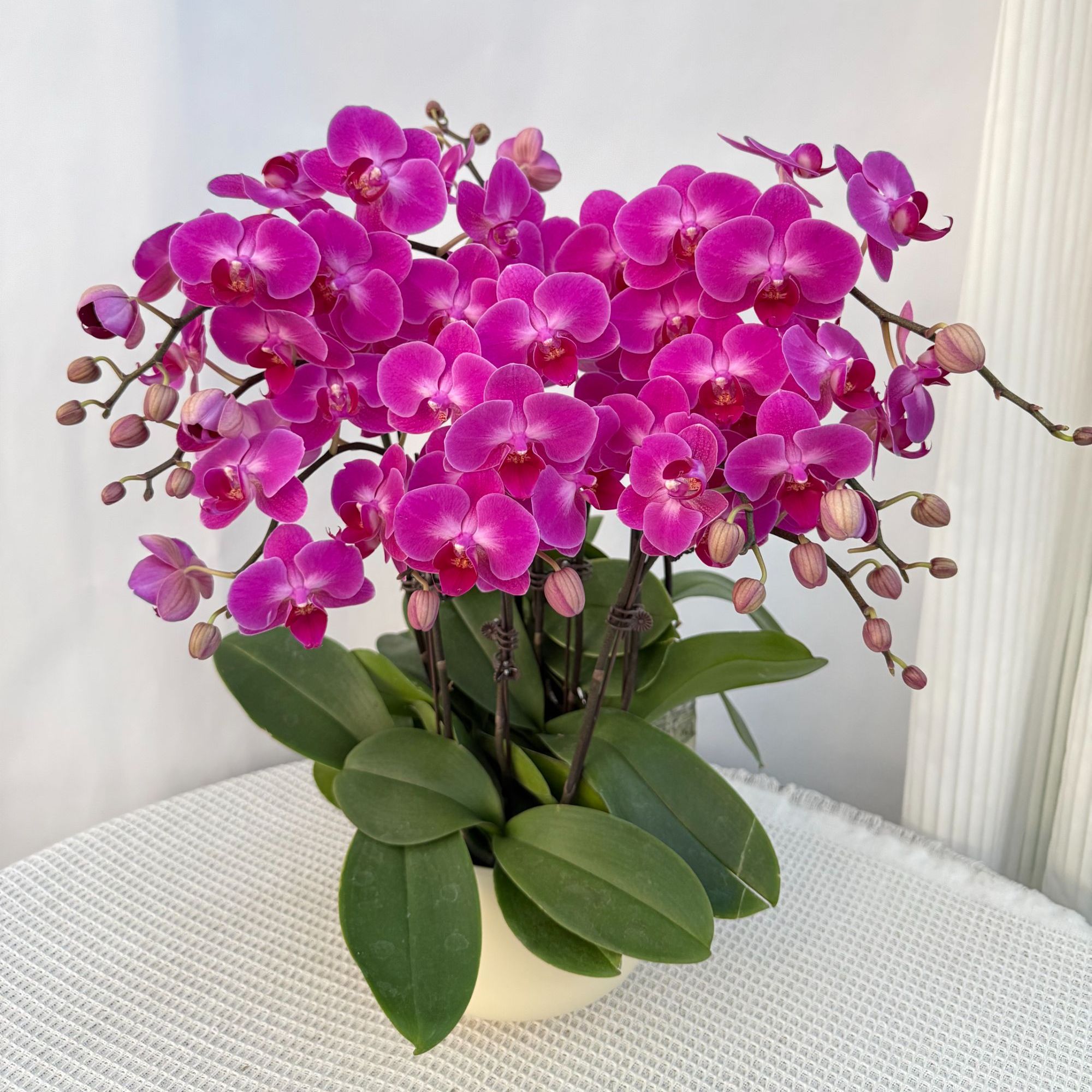 蝴蝶兰《幸福小仙女》仙气飘飘紫红色 带花带苞 鲜花绿植 基地直发