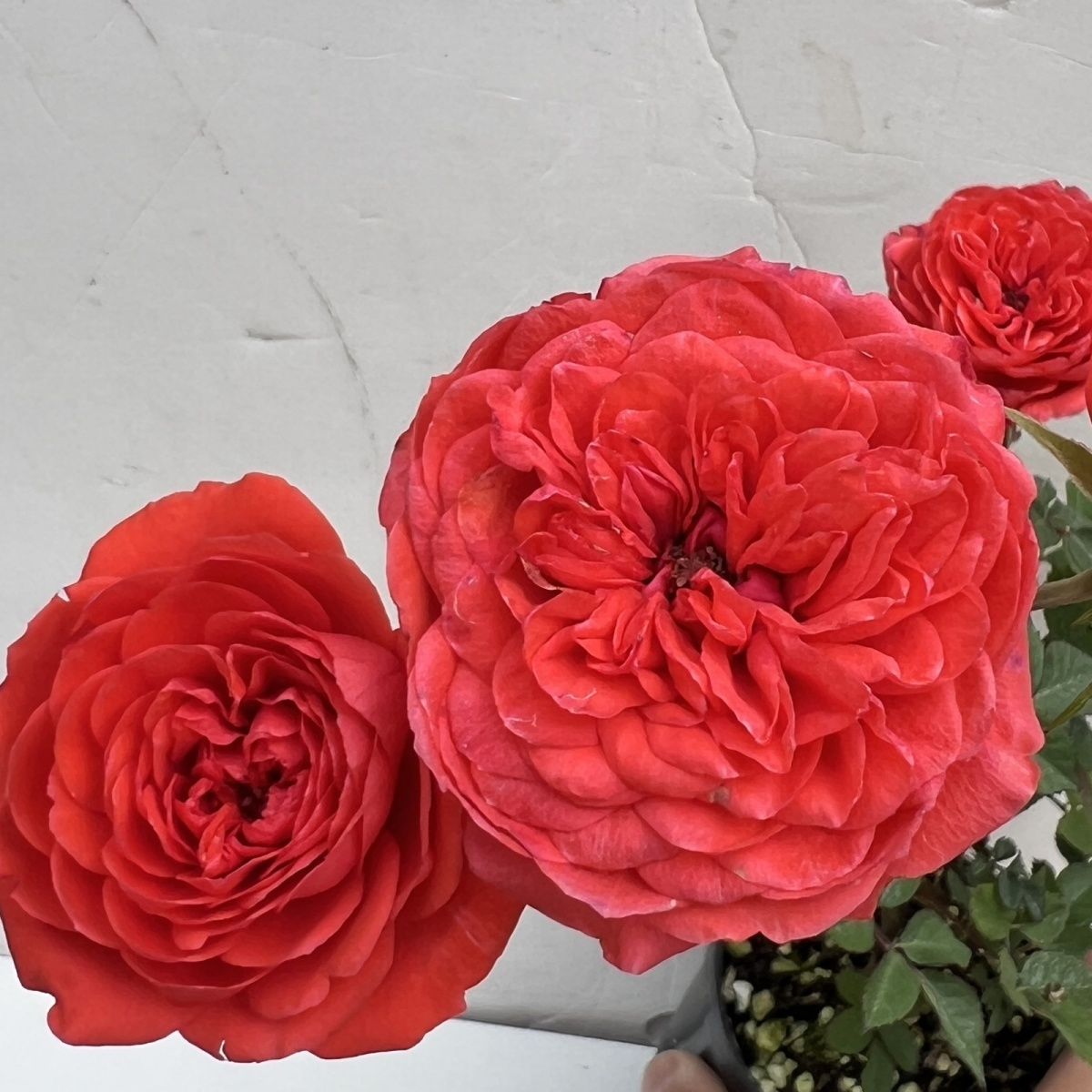 微月超微朱红姬月季扦插小苗勤花爆花多头好养易活小盆栽花卉绿植