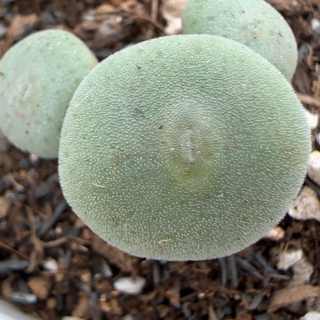 2。26。7022。毛饼。