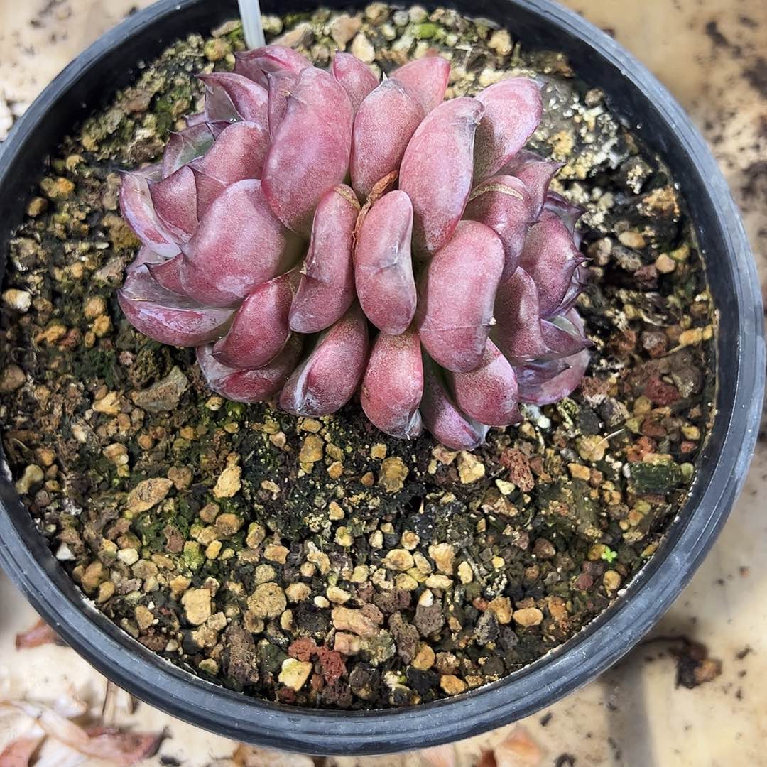 黑橙2头群多肉植物