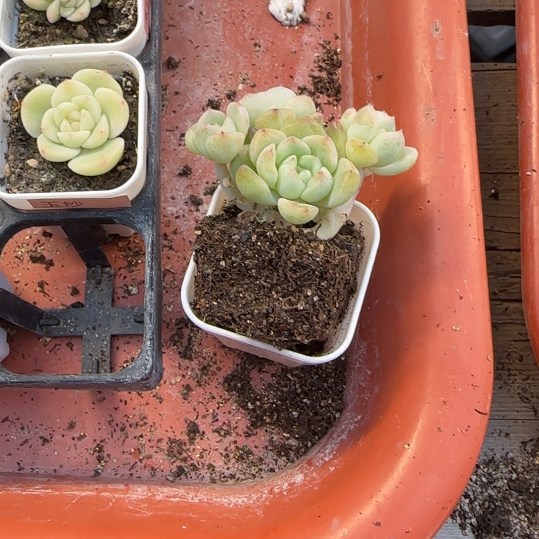 P87号5头盆桌上一个满25包邮