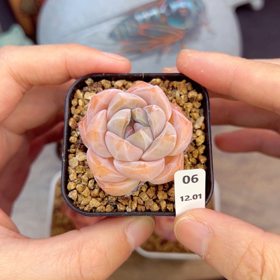 好好看06、哈哈哈哈